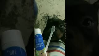 American Bully Likes Toothbrush | #shorts #dog