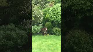 Deer in garden