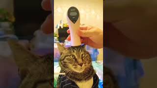 10 MIN FUNNY CAT VIDEOS!!!!🤣🤣🤣