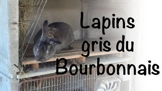 LAPINS GRIS DU BOURBONNAIS