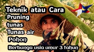 Teknik atau Cara Pruning tipis tunas air pada Pohon Durian berbunga umur 3 tahun.