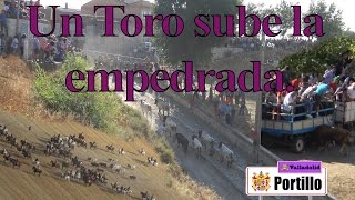 TOROS BRAVOS encierro tradicional de Portillo (CamperO)