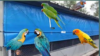 how to control humidity in bird room#shehrmeindehat #vlog #familyvlog #swpethouse #minizoo #pet #dog