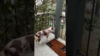 Mini aussie puppy 🐶 wonders at the SNOW 🌨️ (tuxedo boi 🐈‍⬛ cameos) #miniaussiepuppy #snowpuppy