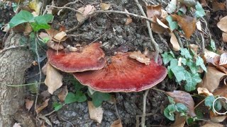 🔎🍄Mycologie dans la forêt de Saint-Eutrope🔬🌲