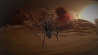 Spider In My bed (Patsy Hoolahan)