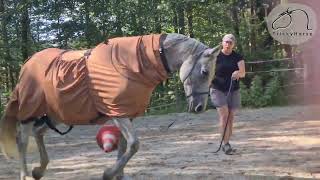 Körperspannung im Pferd erreichen - Kommunikation & Gymnastizierung  Equitensic Physio Fit Training