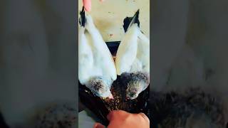 Baby pigeon sounds #shorts #viralvideo #nafeespigeon #kabutar