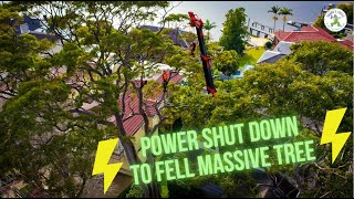 POWER SHUT DOWN TO FELL MASSIVE TREE - SHANE'S TREES