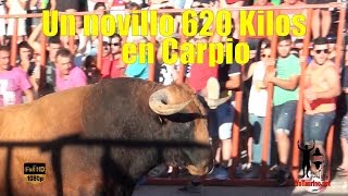 6️⃣2️⃣0️⃣ KILOS!!!!!!!!!!!!!!! 🏋🏻 de NOVILLO  un  🚚  (Toro de Santiago [ CARPIO])