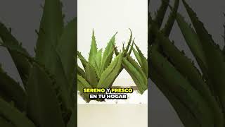 🌱 Las MEJORES Plantas para Combatir el Estrés y Ansiedad | Urbangreen Tips 🍃"