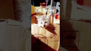 Cat Series #cats #youtubeshorts #kittenvideos