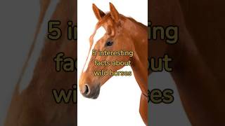 5 Interesting Facts About Wild Horses #shorts #wild horses