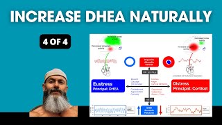 How To Increase DHEA Naturally (Part 4)