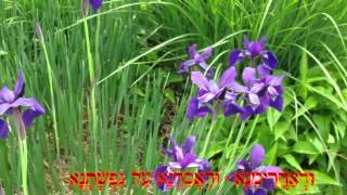 Kol Nidre - All Vows