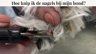 Hoe knip ik de nagels bij mijn hond? | Instructievideo