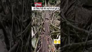 जड़ों से बने ब्रिज? | Root Bridge in India | #bridge#shorts