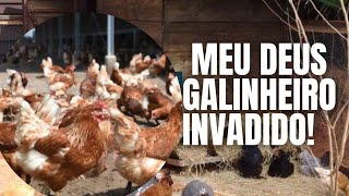 MEU DEUS GALINHEIRO INVADIDO!