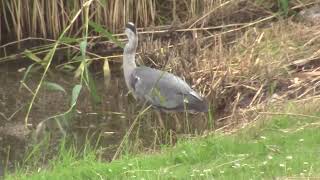 Blauwe reiger SLIK EEN MOL IN