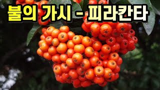 불의 가시 - 피라칸타