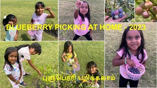 Blueberry Picking at home backyard |புளுபெர்ரி பறிக்க போலாம் வாங்க| Irene Baby and Olivia Rose | USA