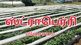 ஸ்ட்ராபெர்ரி விவசாயம் ஊட்டி ooty strawberry cultivation