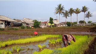 Tandur tradisi turun temurun dari jaman orang tua dulu