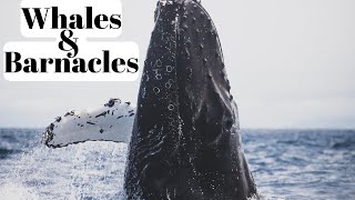 Are Barnacles Harmful To Whales | Relationship Between Barnacles and Whales