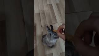 Охотник за вкусняшками 🤗🐰rabbit