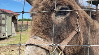 Goats & a donkey at Emery’s Farm 🐐