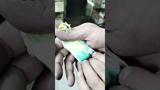 recessive piad budgies #shortvideo