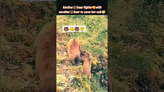 Bear🐻🆚 bear fight😳 | mother bear | bear cubs | bear attack | @Wildshikaari007 | #shorts