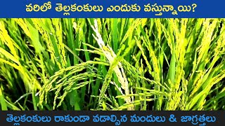 వరిలో తెల్లకంకులు ఎందుకు వస్తాయి || paddy stem borer control || varilo moggi purugu || siga purugu