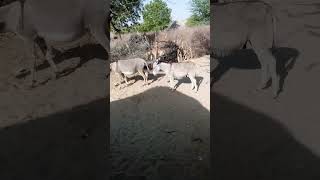 Donkey video #shorts#ytviralvideo #foryoupage