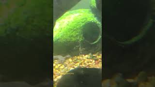 Skinny African dwarf frog in aquarium #pets