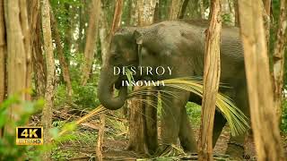 African Jungle Sounds For Sleeping - 99% Instantly Fall Asleep And animal sounds