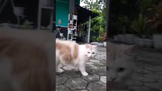 Kucing lucu bidari #cute #kucing #animals