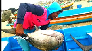 Wow beautiful  Giant trevally fish