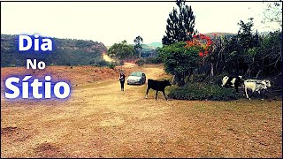 Mais um dia no Sítio / LABUTA NA ROÇA / Tirando Leite / Frango com Macarrão No Foção a Lenha