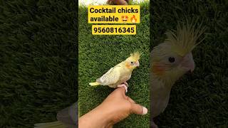 Cocktail chicks available 🤩🔥ll hamdfeeding chicks 😊 ll Call us on 9560816345