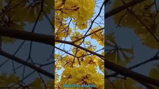 Árbol Flor Amarillo