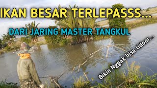 Ikan Besar Terlepas Dari Jaring Tangku Ikan || Master Nangkul ikan || traditional fishing