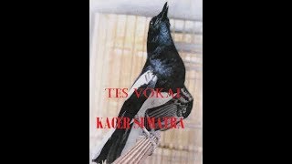 Test Suara burung Kacer dari SUMATRA