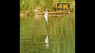 Zwergseeschwalbe n brüten in Südbrandenburg   _ Sternula albifrons _ little tern _ #Vogelbeobachtung