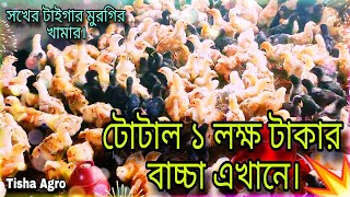 ব্রোডিং টাইগার মুরগির বাচ্চা কতো টাকা করে বিক্রি করলাম? 💥 / কোথায় কোথায় ডেলিভারি করবো?