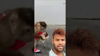 बंदर ने मुर्गी पकड़ लिया Monkey LyLy is so polite #shortsvideo #monkey #green screen