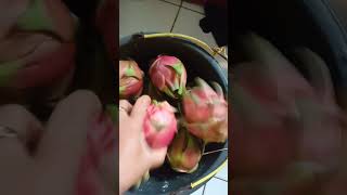 Panen Buah Naga #videoshorts