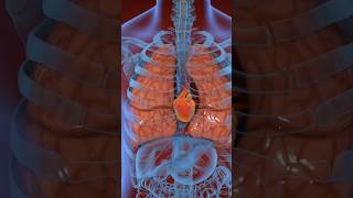 Digestive system 3D Animation video #shorts