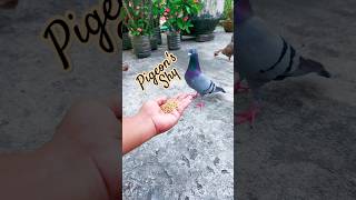 Pigeons Shy to Eat from My Hand #pigeon #pets #kabutar #birds