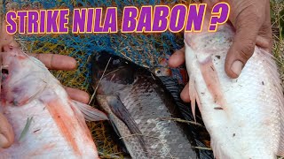 Makan besar!!ikan nila